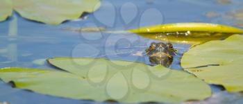 A European pond terrapin is swimming