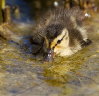Close-up of a small duck in the water