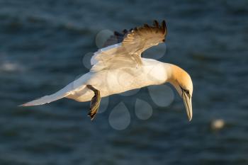 A gannet is flying above the sea