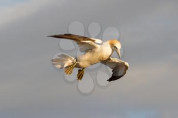 A gannet is flying above the sea