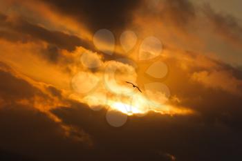 A bird is flying towards the sun during sunset