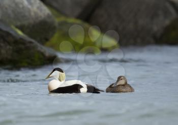 A pair of common eiders in Helgoland