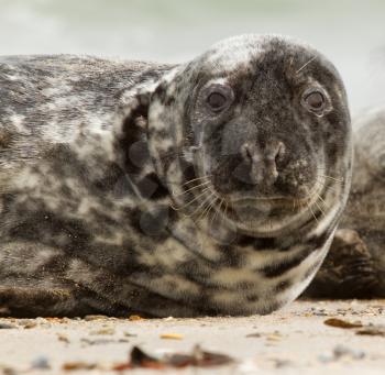 A grey seal on the beach
