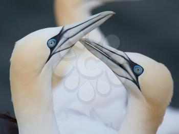 A loving couple of gannets on Helgoland