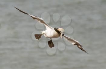 A gannet above the sea in Helgoland