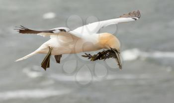 A gannet above the sea in Helgoland