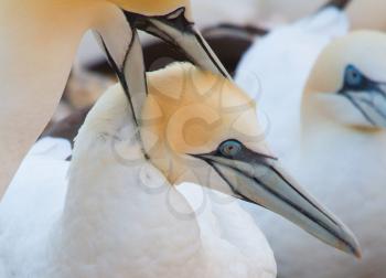 A loving couple of gannets on Helgoland