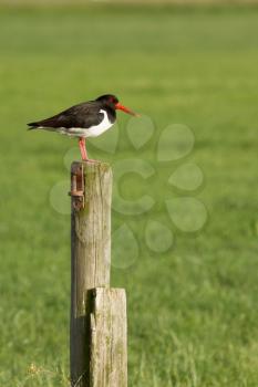 An oystercatcher on a pole in Holland