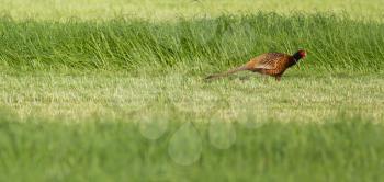 A pheasant in a field in Holland