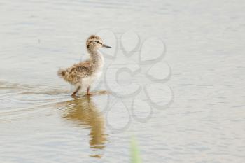 A young common redshank in the water