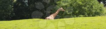 A giraffe in a dutch zoo (Emmen)