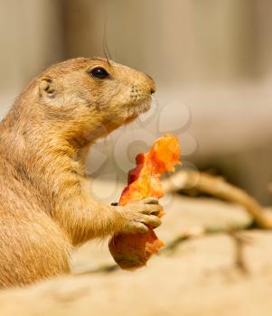 A prairie dog is eating a carrot