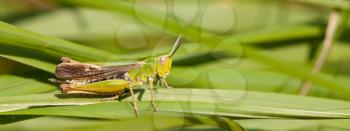 A grasshopper on the grass in Belgium