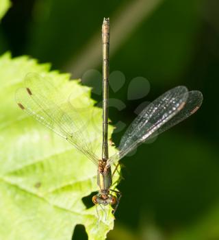 A dragonfly on a leaf