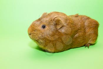 A guinea pig with a green background