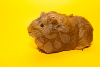 A guinea pig with a yellow background