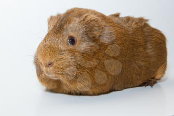 A guinea pig with a white background