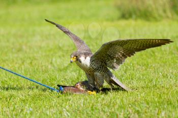 A falcon in captivity is training to hunt