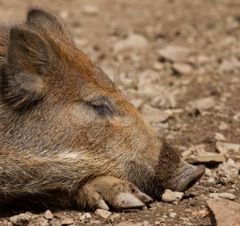 A wild boar is resting in the sand