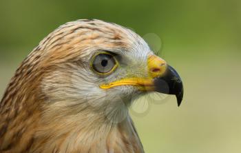 A close-up of a long-legged buzzard