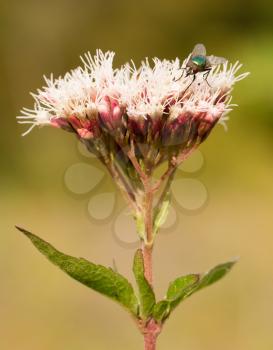 A fly is sitting on a pink flower