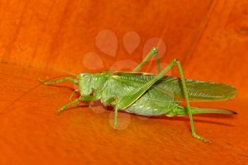A close-up of a grasshopper