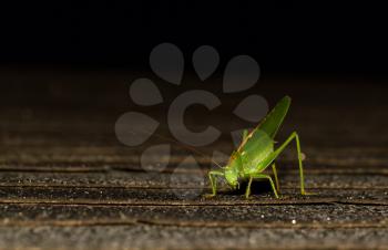 A close-up of a grasshopper