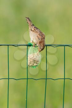 A sparrow is eating on a fence