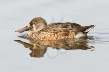A Northern Shoveler in the water