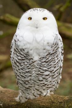 A snow owl in captivity