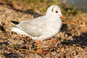 Close-up of a black-headed gull