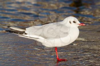 Close-up of a black-headed gull