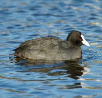 A common coot in the water