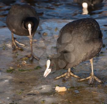 A common coot on the ice is eating