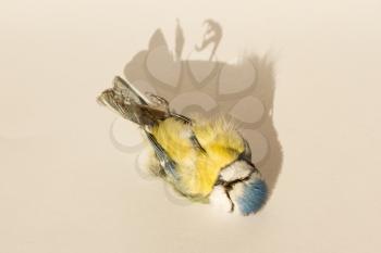 A close-up of a deceased blue tit