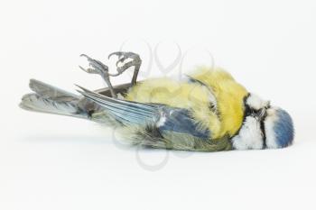 A close-up of a deceased blue tit