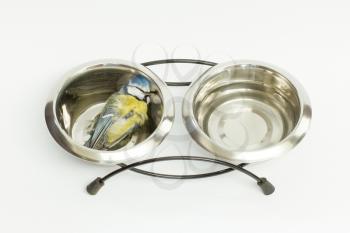 A deceased blue tit in a cats food bowl