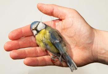 A deceased blue tit is being held in a womans hand