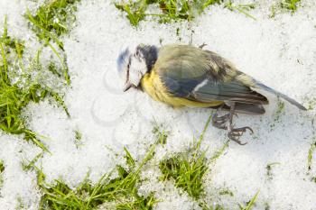 A blue tit starved to death and lies on the cold snow