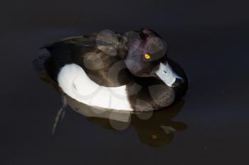 Male Tufted duck swimming on a lake