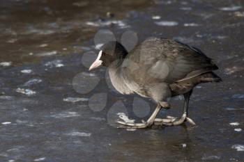 A common coot on the ice