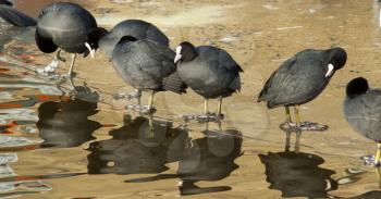 A row of washing common coots