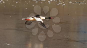 A male Goosander is flying over a frozen lake