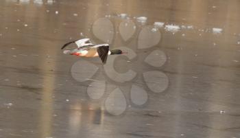 A male Goosander is flying over a frozen lake