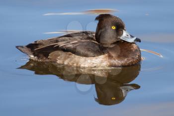 Female Tufted duck swimming on a lake