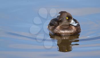 Female Tufted duck swimming on a lake
