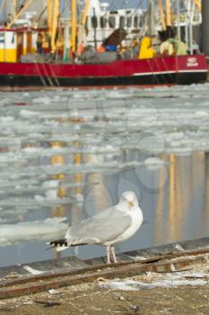 A herring gull with a fishing boat on the background