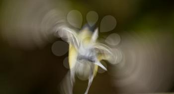An abstract picture of a flying blue tit