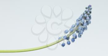 Muscari botryoides flower also known as blue grape hyacinth in closeup over white background
