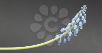 Muscari botryoides flower also known as blue grape hyacinth in closeup over grey background